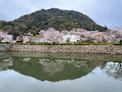 久松山の桜.jpg