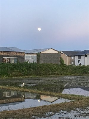 月と鷺.jpg