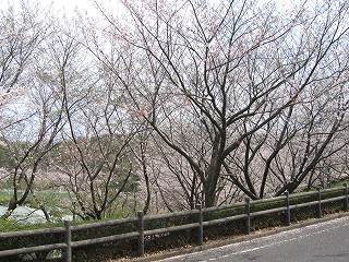 桜200904.jpg