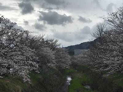 桜202103_.jpg