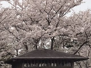 桜_202104.jpg